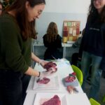 uczniowie podczas zajęć praktycznych z biologii pracujący na świńskim sercu